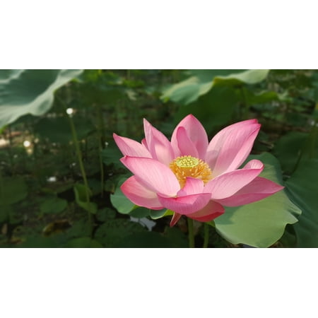 Serendipity Seeds 5 Heirloom/ Wild Indian Lotus Flower Seed