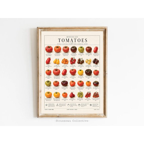 Heirloom Tomatoes Botanical Chart, Unframed Paper Poster 8x10in