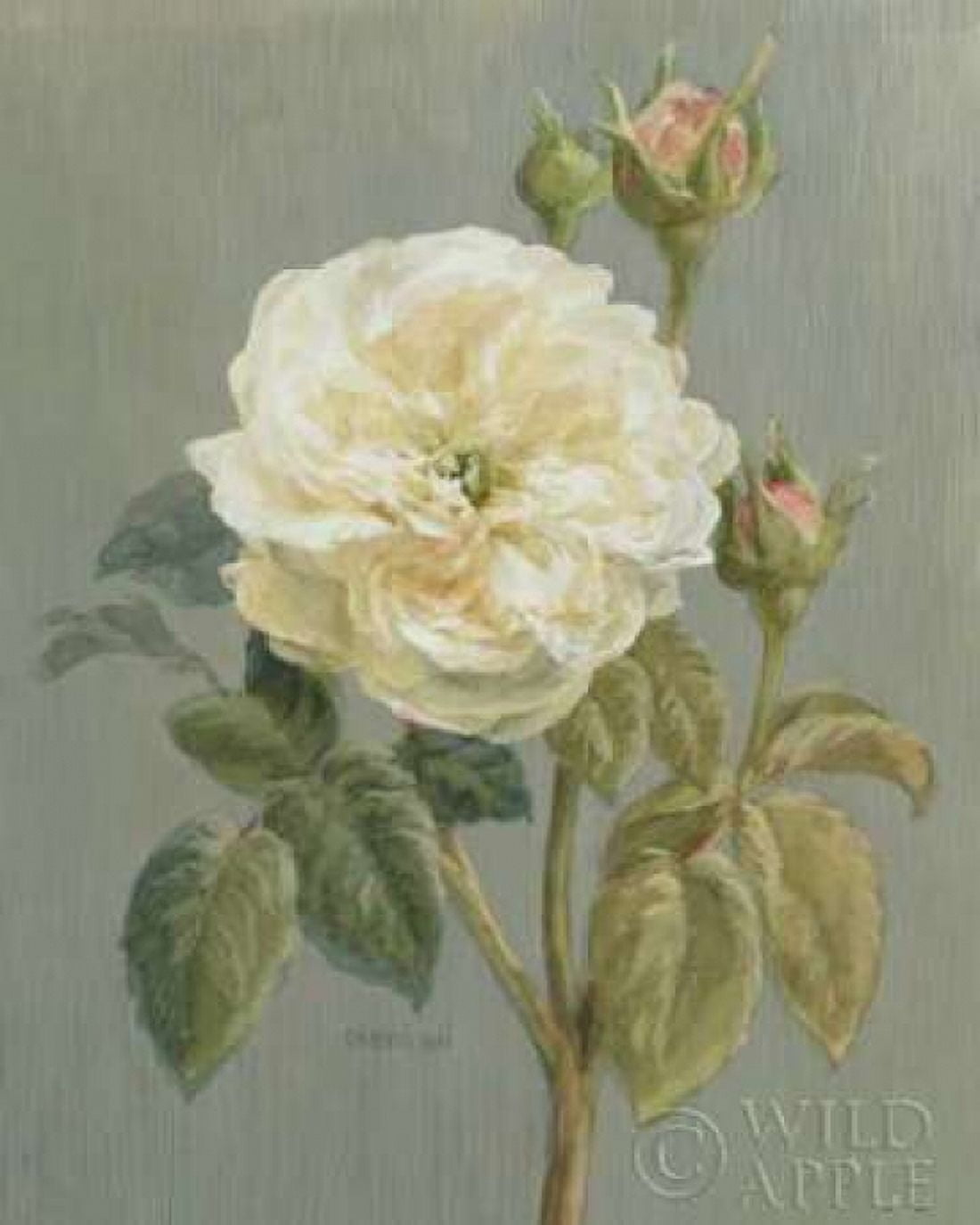 Heirloom White Rose Canvas Art - Danhui Nai (24 x 30)