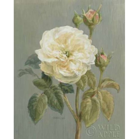 Heirloom White Rose Canvas Art - Danhui Nai (24 x 30)