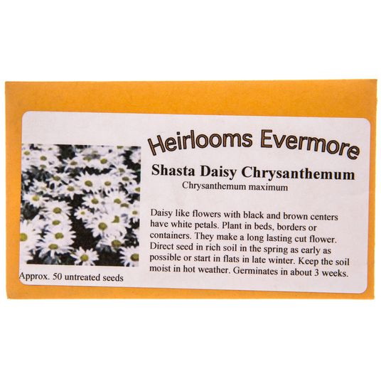 Heirlooms Evermore Shasta Daisy Chrysanthemum50 seeds