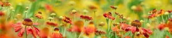 Helenium Scape Canvas Art - Cora Niele (12 x 36)