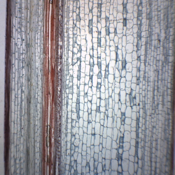 Helianthus, Old Stem - Cross Section & Longitudinal Section - Prepared Microscope Slide - 75 x 25mm - Biology & Microscopy - Eisco Labs
