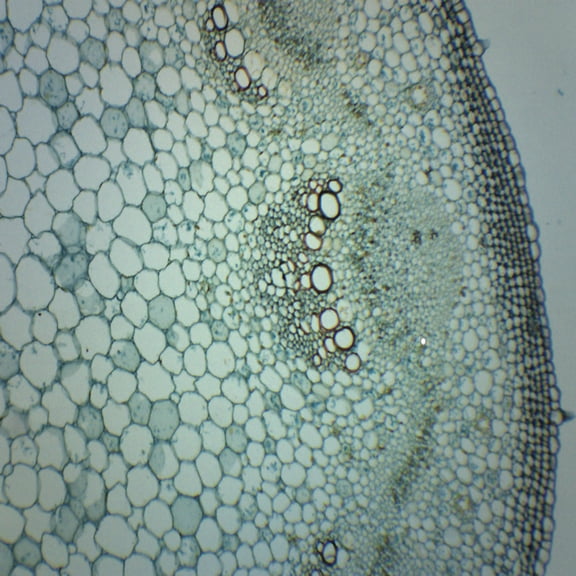 Helianthus Stem - Prepared Microscope Slide - 75 x 25mm - Biology & Microscopy - Eisco Labs