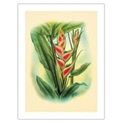 Heliconia - Color Book Plate from - In An Old Hawaiian Garden - Vintage Hawaiian Airbrush Art by Ted Mundorff c.1947 - Fine Art Matte Paper Print (Unframed) 18x24in
