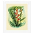 thumbnail image 1 of Heliconia - Color Book Plate from - In An Old Hawaiian Garden - Vintage Hawaiian Airbrush Art by Ted Mundorff c.1947 - Fine Art Rolled Canvas Print (Unframed) 16in x 20in, 1 of 4