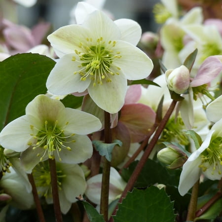 Hellebore 'Emma' -Lenten Rose- Live Starter Plant