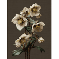 thumbnail image 1 of Hellebore Flower Canvas Print, Suitable for Living Room Bedroom Dining Room Office Hallway Hotel Entryway, 1 of 8