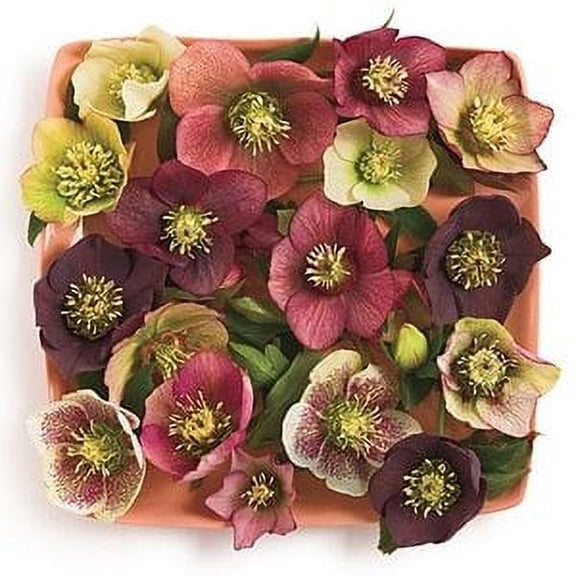 Hellebore Plant, (Helleborus) 2.5 inch pot