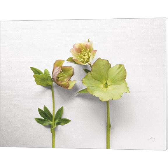 Hellebore Study IV by Felicity Bradley, Canvas Wall Art, 20W x 16H