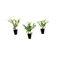 thumbnail image 1 of Helleri Holly Shrub | 20 Live Plants I Ilex Cornutal | Compact Evergreen Ideal for Low Borders, Formal Gardens and Ornamental Plantings, Dense, Small Leaves for Refined Look, 1 of 6