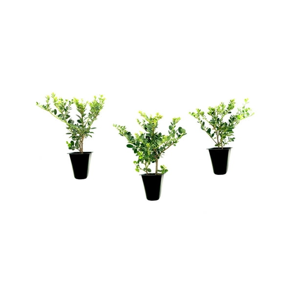 Helleri Holly Shrub Live Plants I Ilex Cornutal Compact Evergreen Ideal ...