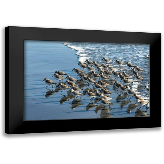 Hellmann, Stan 14x11 Black Modern Framed Museum Art Print Titled - Sandpipers at Kalaloch
