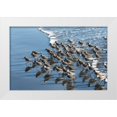 thumbnail image 1 of Hellmann, Stan 14x11 White Modern Wood Framed Museum Art Print Titled - Sandpipers at Kalaloch, 1 of 4