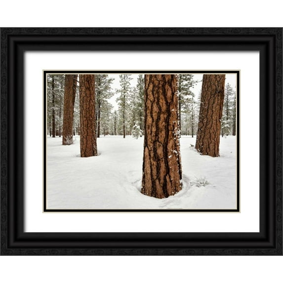 Hellmann, Stan 24x18 Black Ornate Wood Framed with Double Matting Museum Art Print Titled - Four Ponderosas
