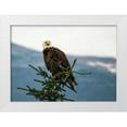 thumbnail image 1 of Hellmann, Stan 24x18 White Modern Wood Framed Museum Art Print Titled - Bald Eagle I, 1 of 4