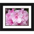 thumbnail image 1 of Hellmann, Stan 32x25 Black Ornate Wood Framed with Double Matting Museum Art Print Titled - Rhododendron, 1 of 4