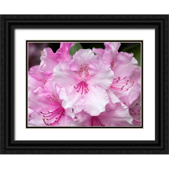 Hellmann, Stan 32x25 Black Ornate Wood Framed with Double Matting Museum Art Print Titled - Rhododendron