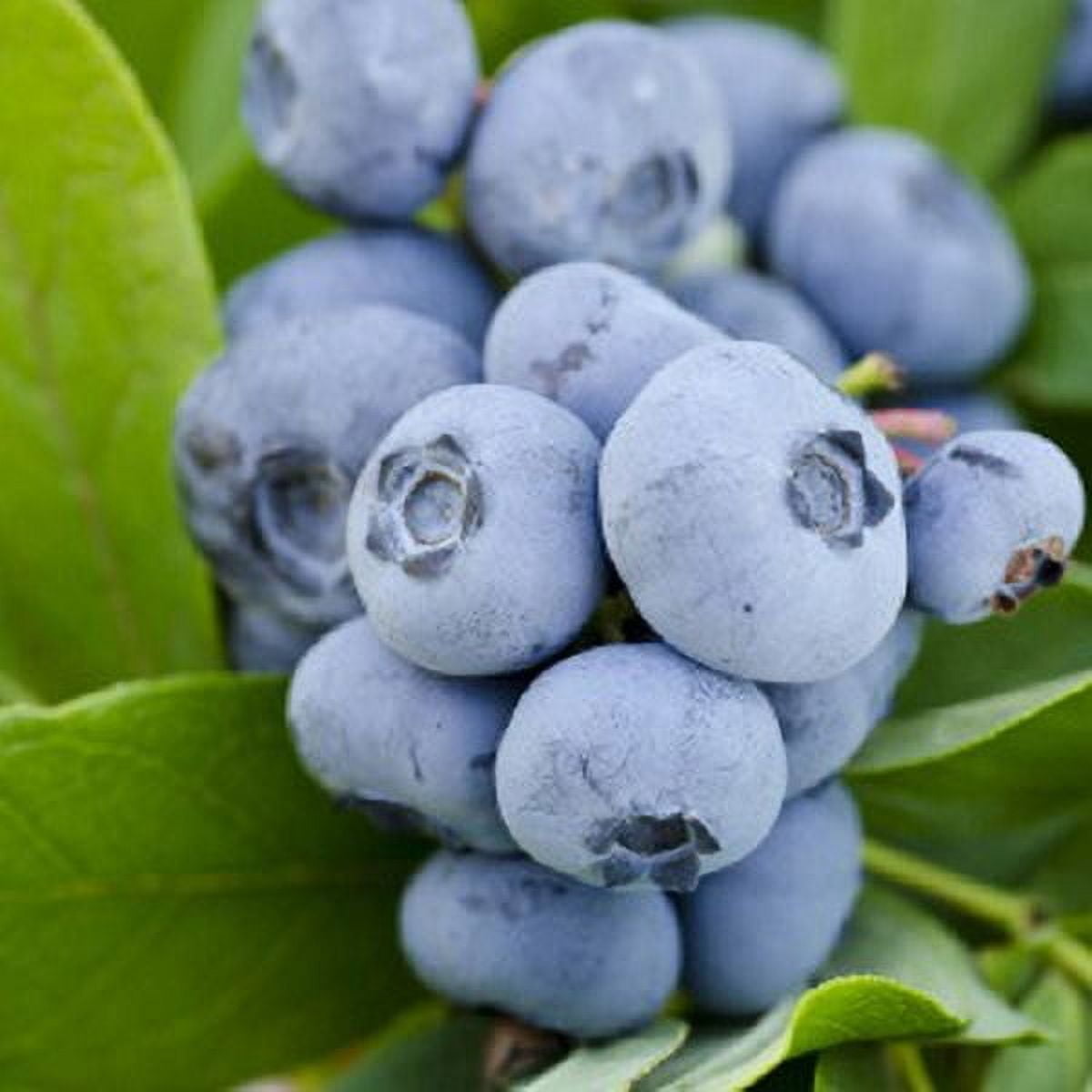 Southern Living Hello Darlin® Blueberry Live Shrub in 2.5-Quart Grower Pot