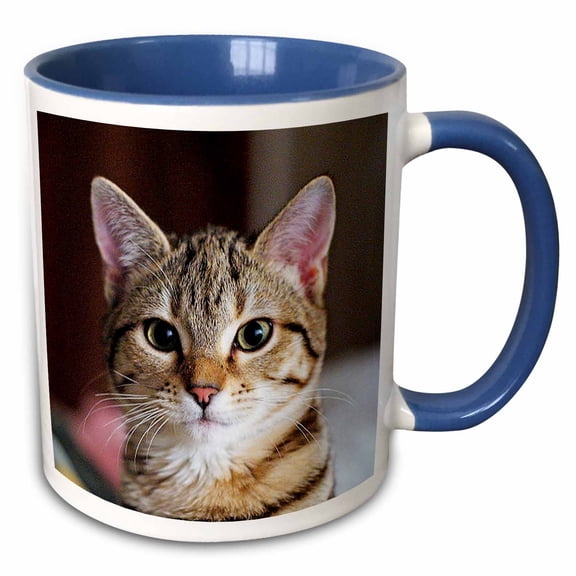 3drose, Hello Kitty - Animal, Moggie, Tabbies, Tabby Cat, Cat, Cats, Cute, 15oz Two-tone Blue Mug