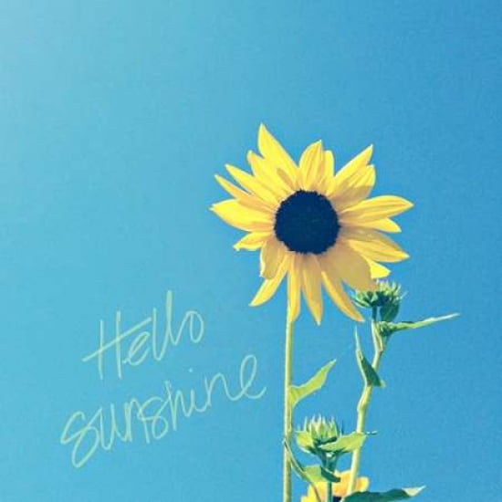 Hello Sunshine Canvas Art - Lisa Hill Saghini (24 x 24)