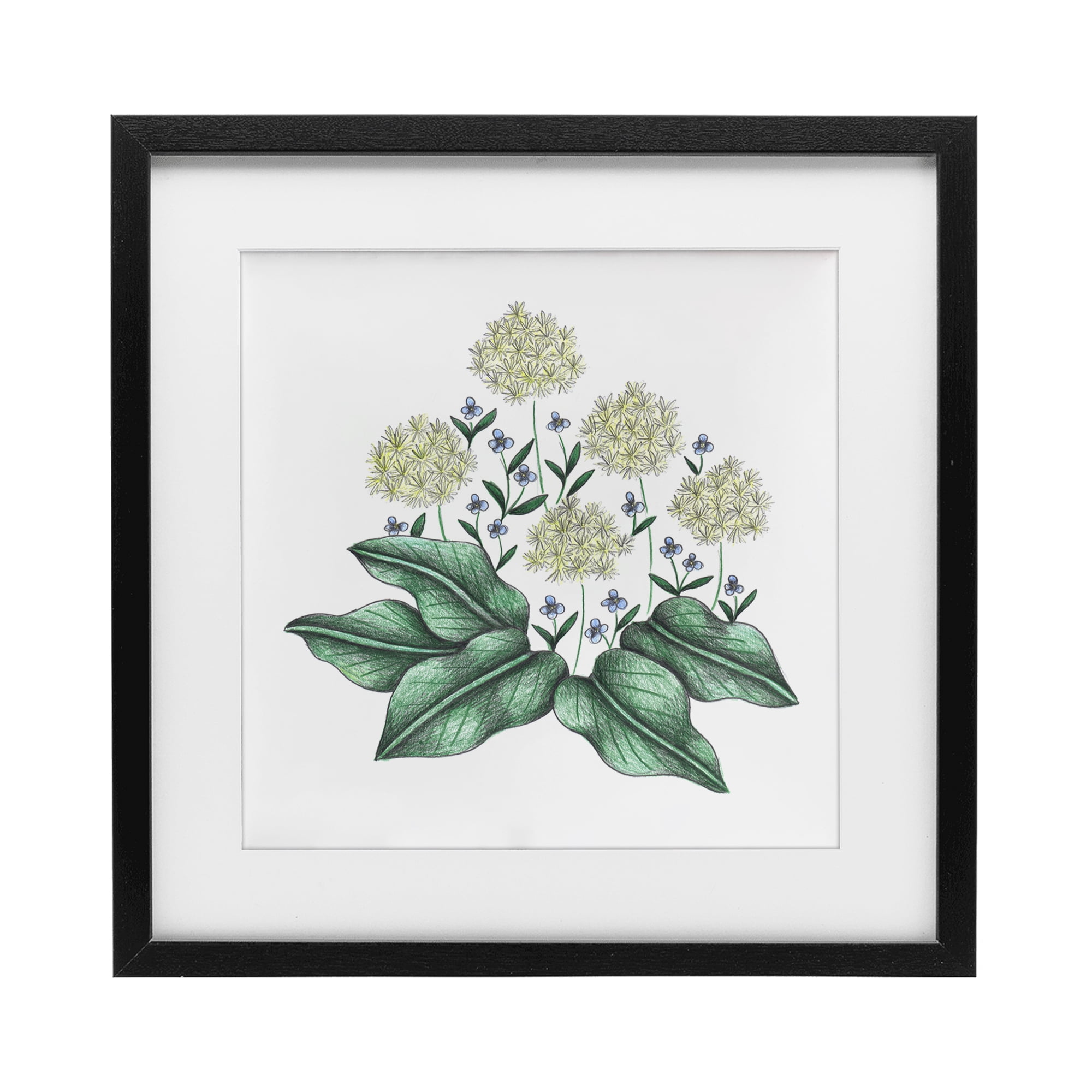 Hello Wildflower Vintage Sketch Black Framed Print Under Glass, design by Cecilia Battaini