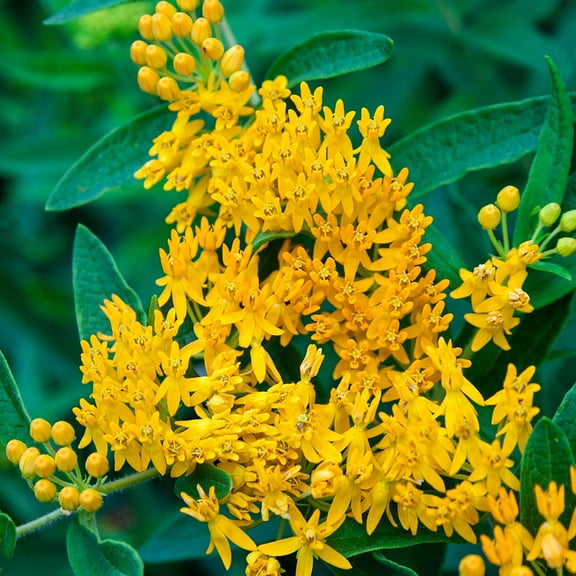 Hello Yellow Flowering Butterfly Flower Asclepias Dormant Bareroot Perennial Starter Plant Roots, 5 Plants per Offer