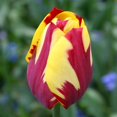 thumbnail image 1 of Helmar Triumph Tulip Flower Bulbs - 10 Bulbs per Pack - Good as Cut Flowers - Easy to Grow Live Plants - Outdoor Garden, 1 of 4