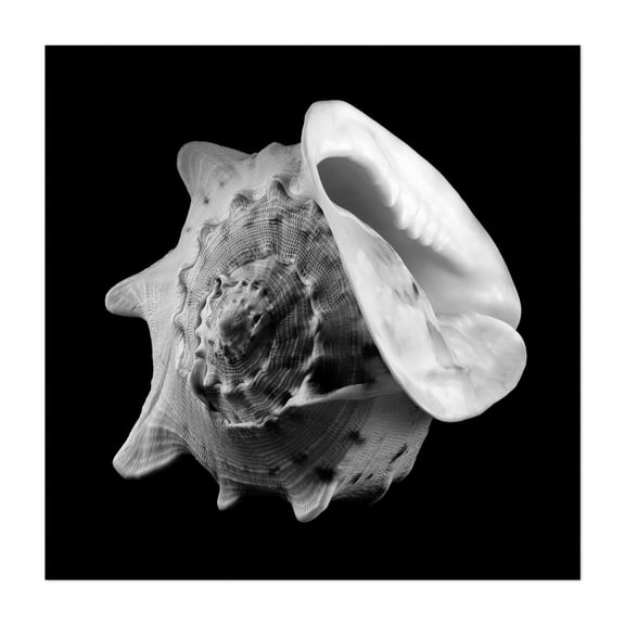 Helmet Shell - Photography Black and White Abstract Marine Life Minimalist Nautical Ocean Unframed Wall Art Print 20 x 20 inches