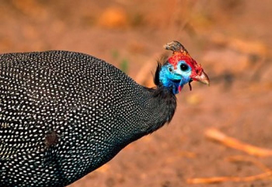 Helmeted Guinea Fowl Kenya Canvas Art - Charles Sleicher DanitaDelimont (38 x 26)