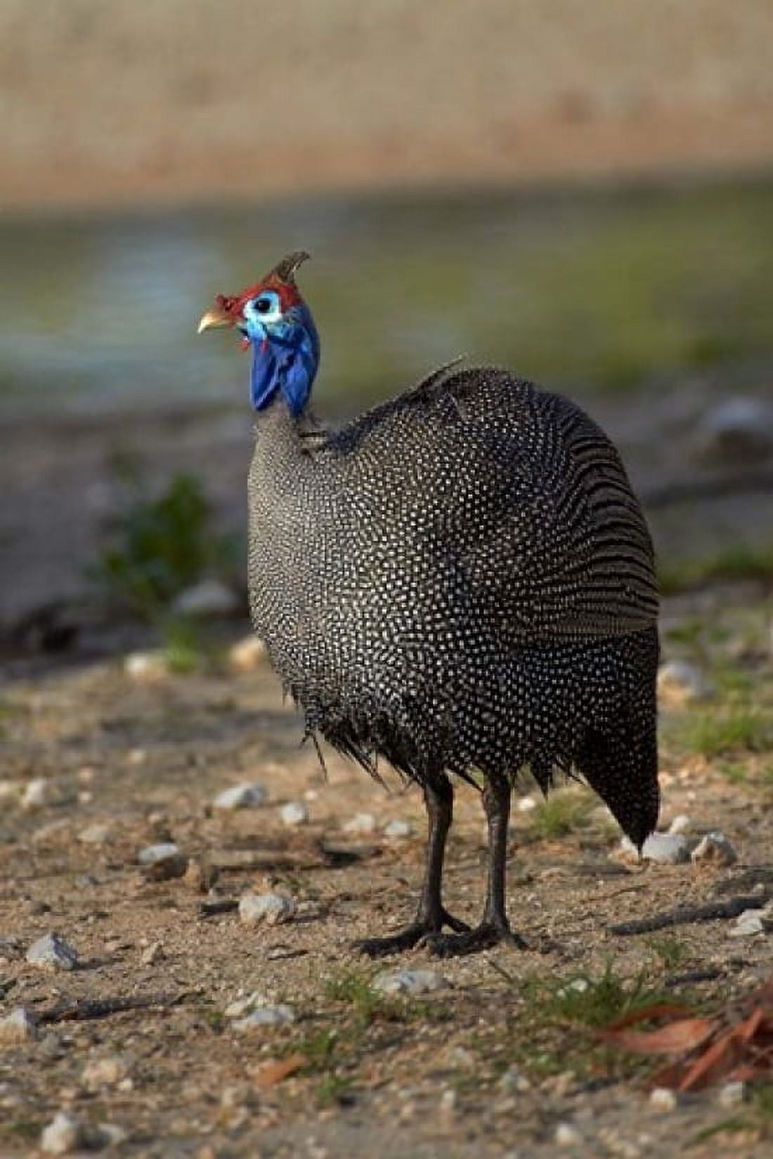 Helmeted Guineafowl Numida meleagris Etosha NP Namibia Africa Canvas Art - David Wall DanitaDelimont (24 x 35)