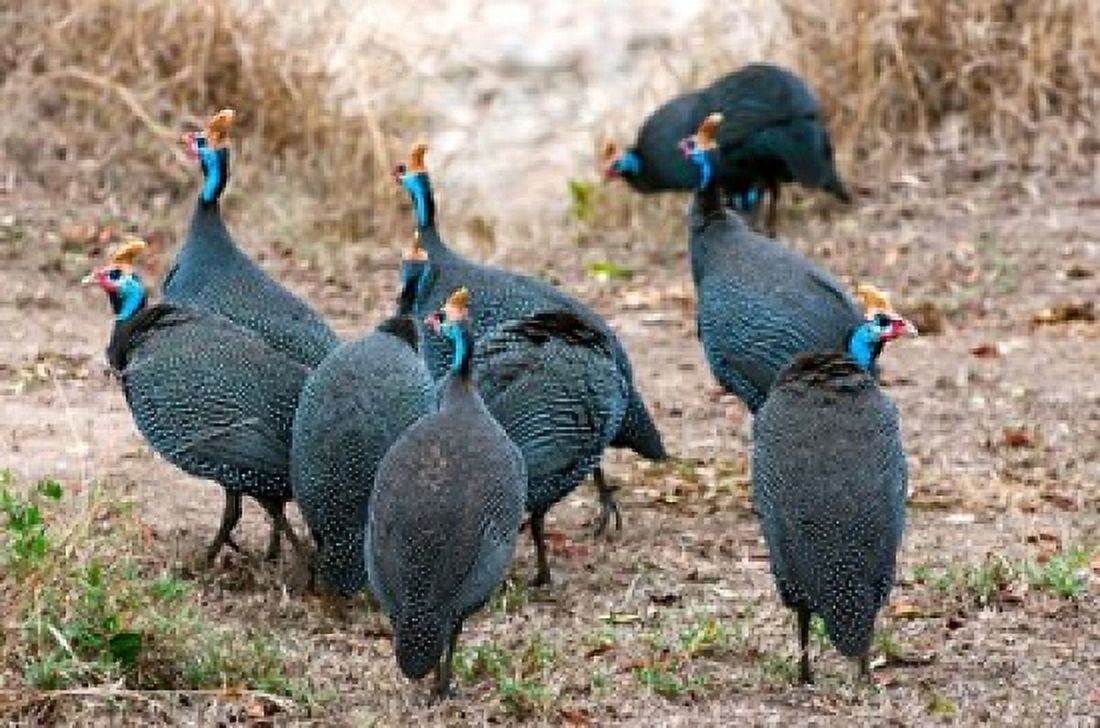 Helmeted guineafowl Maasai Mara National Reserve Kenya Canvas Art - Nico Tondini DanitaDelimont (35 x 23)
