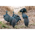 thumbnail image 1 of Helmeted guineafowl, Maasai Mara National Reserve, Kenya Poster Print by Nico Tondini (24 x 15), 1 of 1