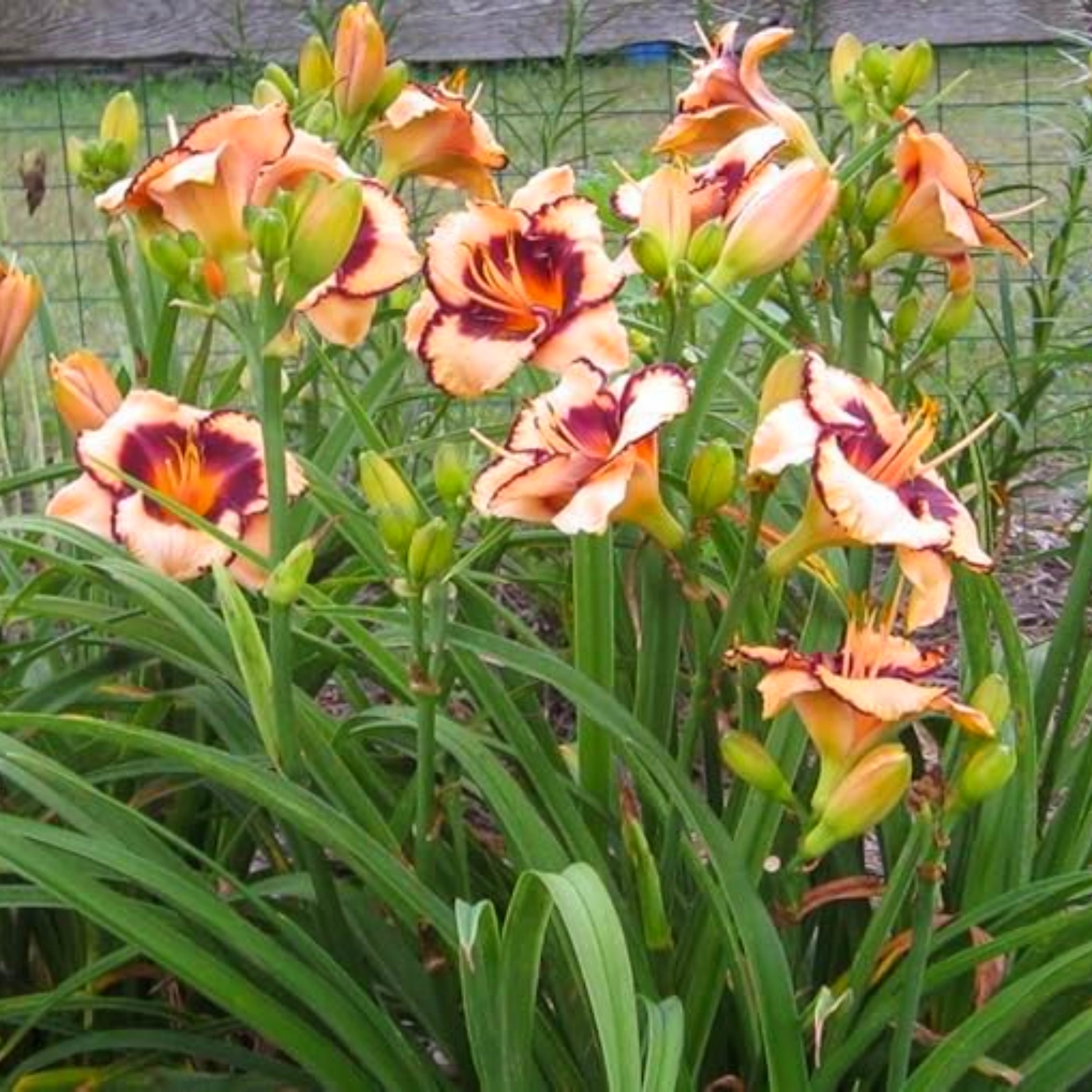 Hemerocallis,Daylily,Beauty,Low Maintenance,Bulk,Planting,Professional