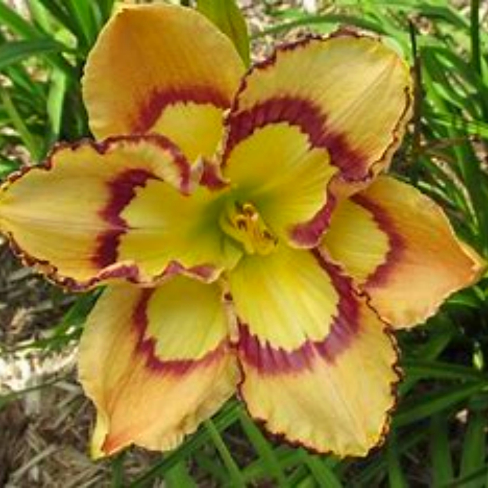 Hemerocallis,Daylily,Beauty,Low Maintenance,Bulk,Planting,Professional