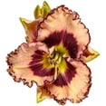 Hemerocallis Rhythm Rainbow Daylily Proven Winners Garden Live Plant