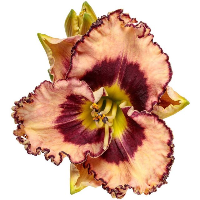 Hemerocallis Rhythm Rainbow Daylily Proven Winners Garden Live Plant