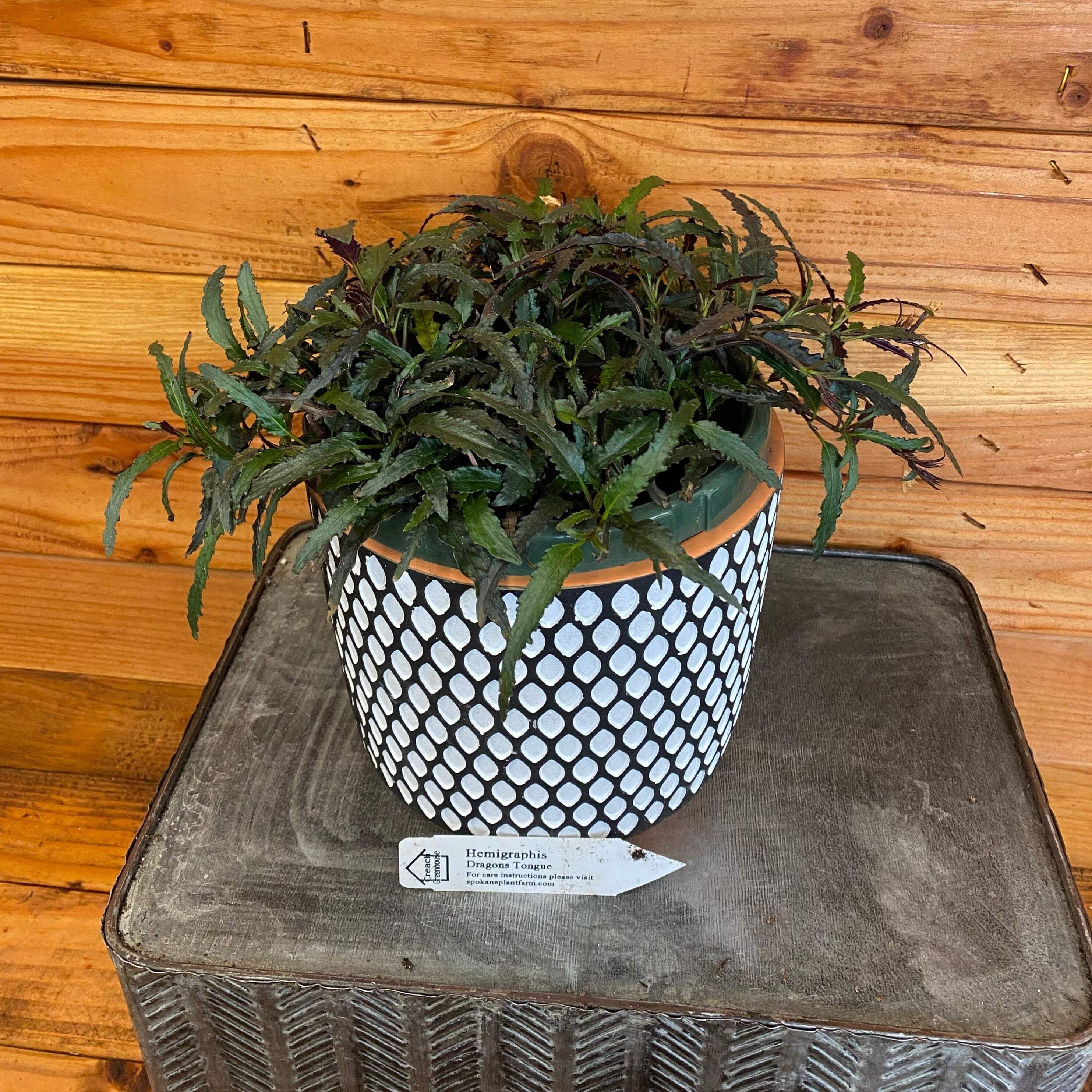 olivenbaum pflege topf Olivenbaum Olea Europaea XL  vielgrn