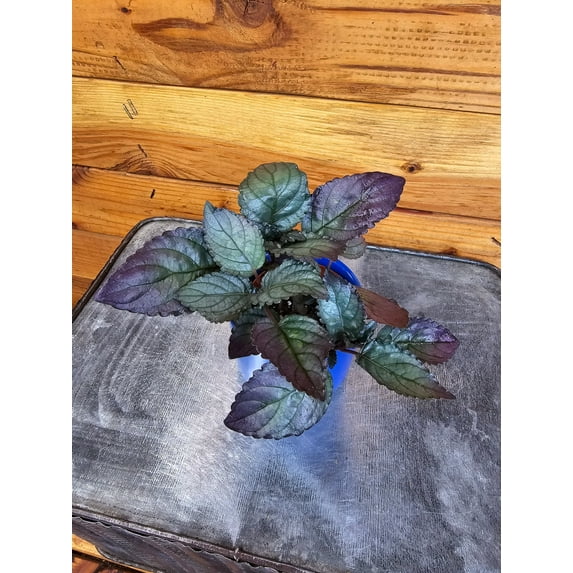 Hemigraphis Silver Queen, 2" Plant, The Plant Farm