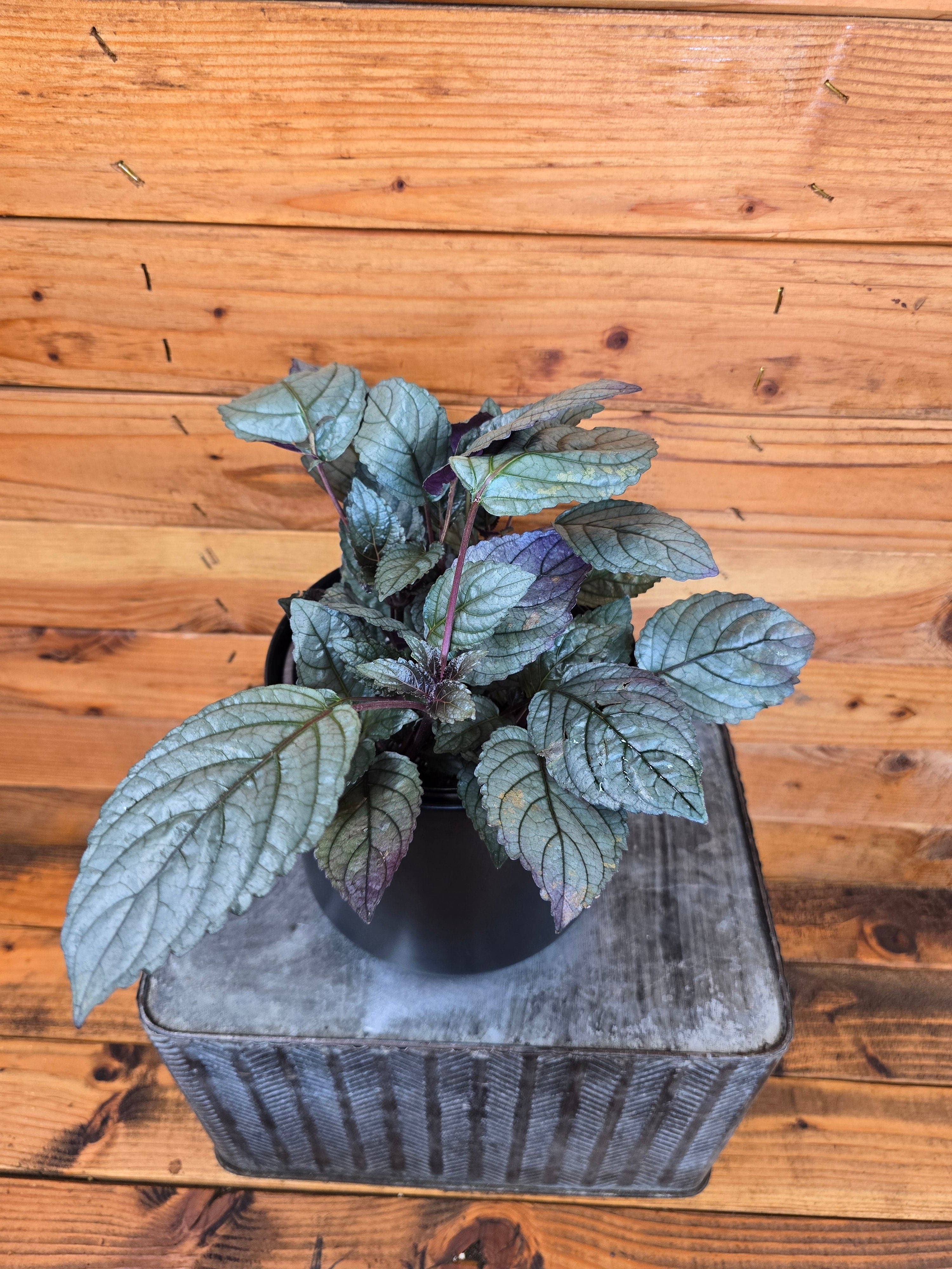 6+ Silver Queen Plant Hemigraphis Silver Queen, 6" Plant, The Plant Farm - Walmart.com