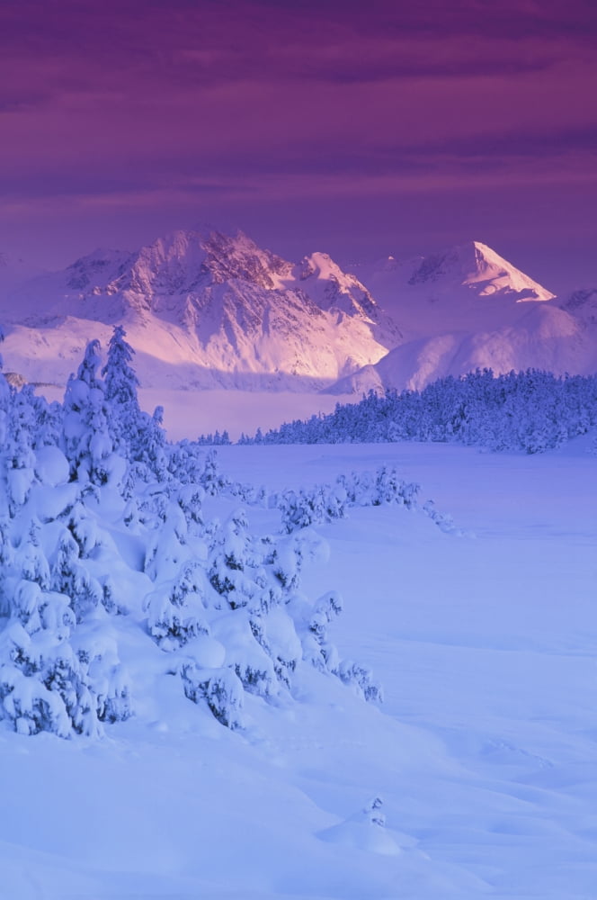 Hemlock Forest Chugach Mtns & Nf Turnagain Pass Sc Ak Winter Scenic Canvas Art - Michael DeYoung Design Pics (11 x 17)