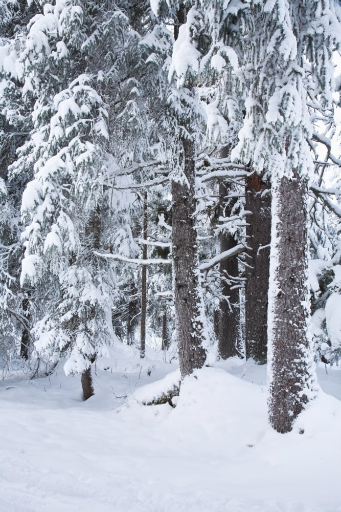 Hemlock Forest Covered With Frost In Girdwood Southcentral Alaska During Winter Canvas Art - Jeff Schultz Design Pics (24 x 38)