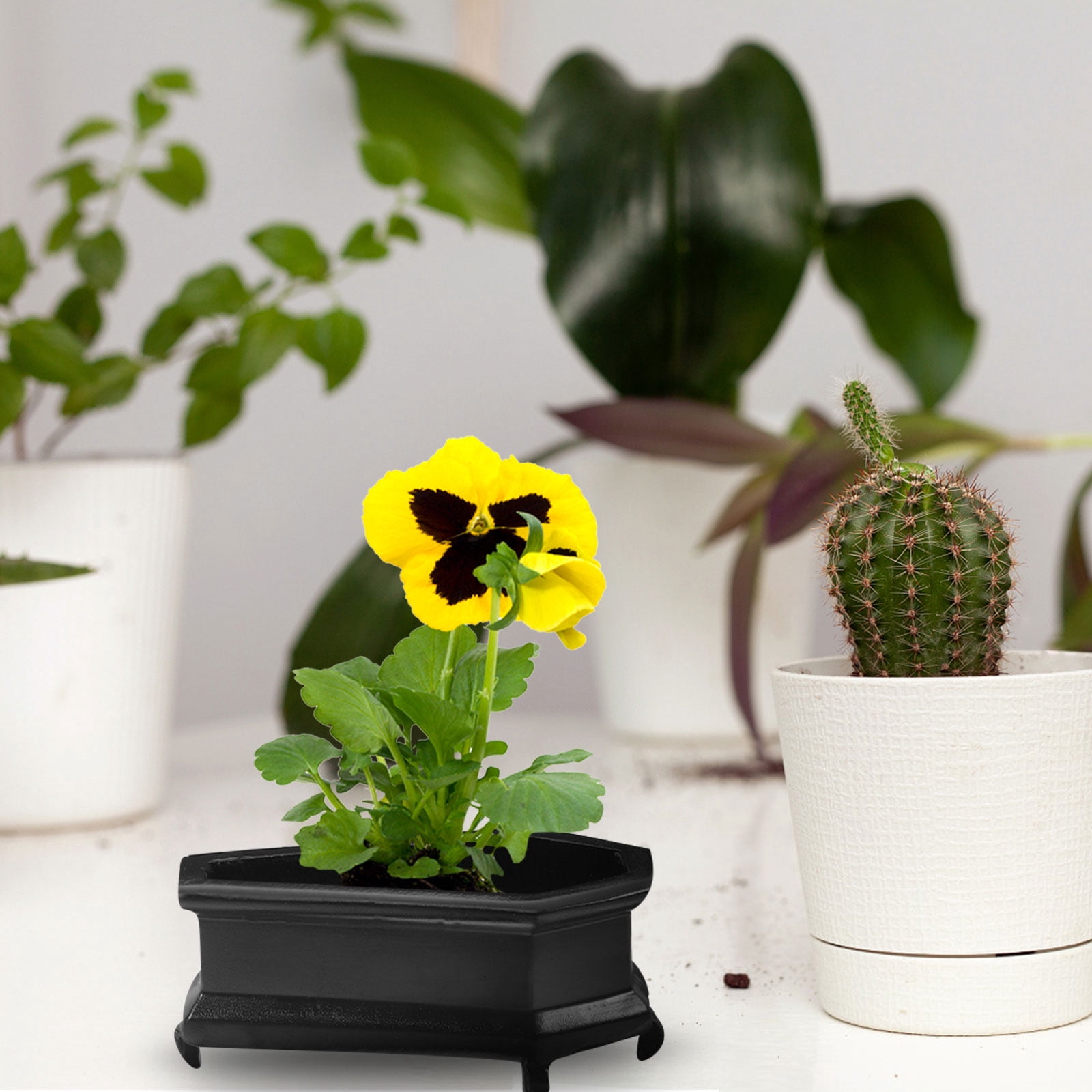 bubble plant pot Round Bubble Plant Planter With Tray White / 6 Inch (15cm) main image 1