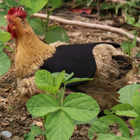 Hen Feather Protection Saddle with Elastic Strap - Adjustable Tightness Size 7.67x7.87 Inches (Black)