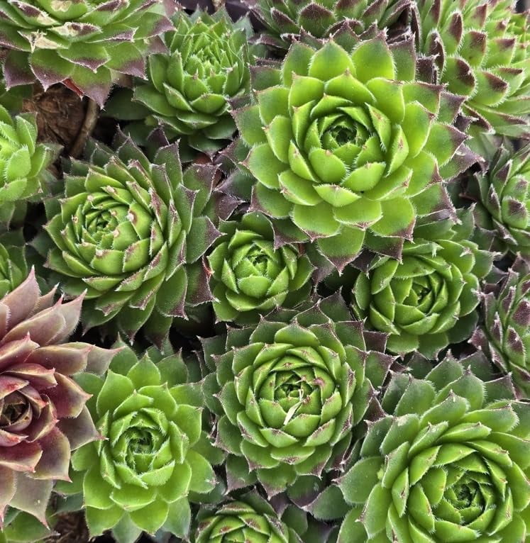 Shop Succulent Seeds for Patio and Garden Projects Brighten Your Space