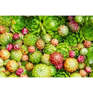 Indoor Plant Seeds for Herbs Vegetables and Flowers at Walmart