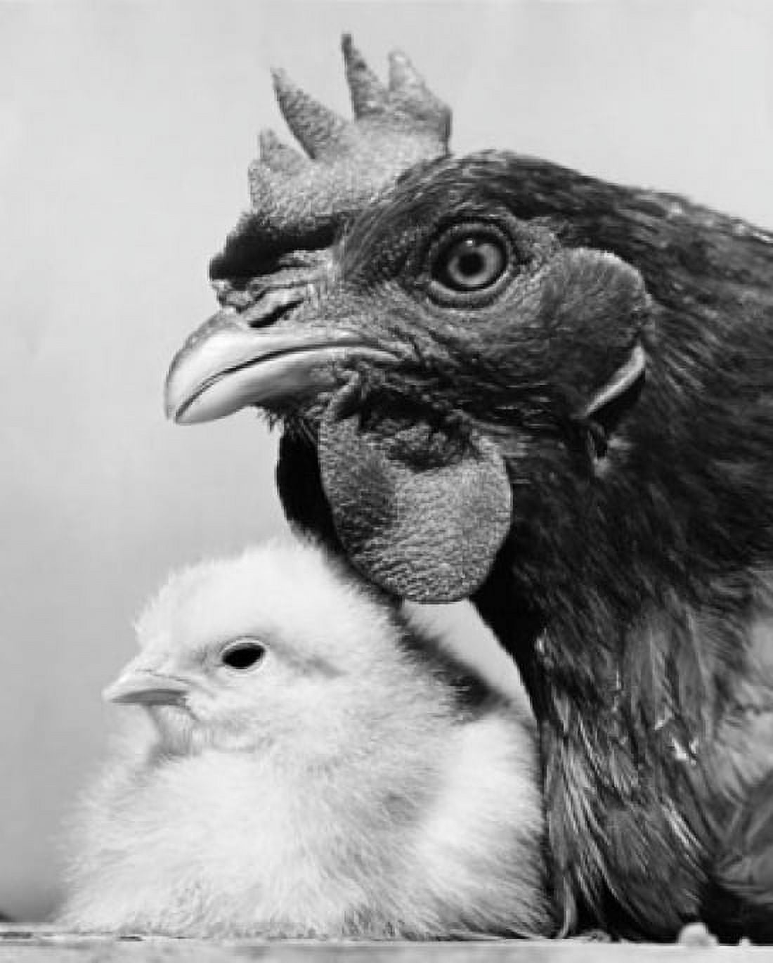 Hen with its chick Canvas Art - (18 x 24)