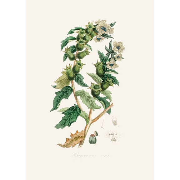 Henbane (hyoscyamus Niger) Medical Botany Poster Print - Stephenson and John (18 x 24)