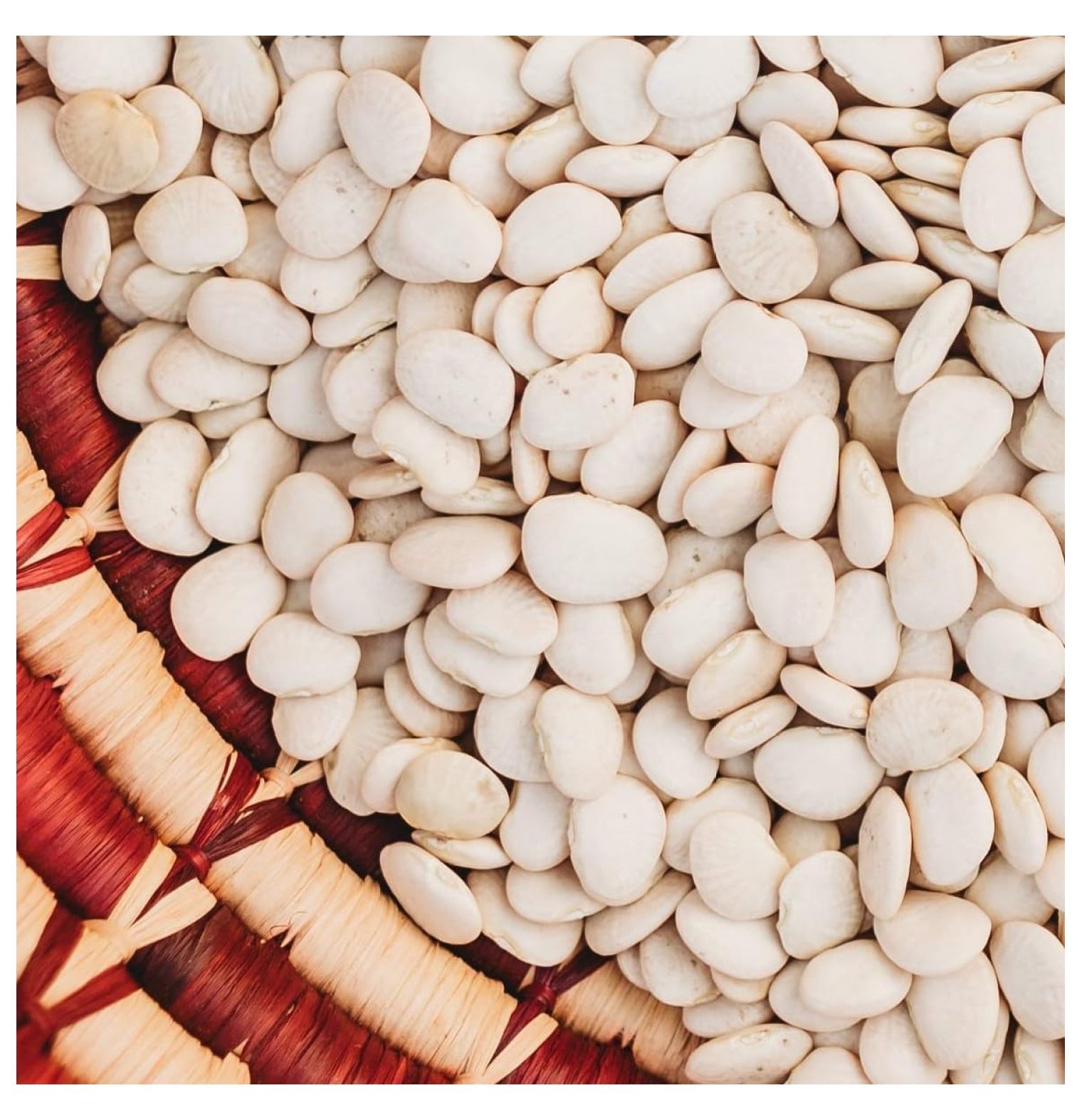 Henderson Bush Lima Bean 50 Seeds EasytoGrow Heirloom Bush Butter