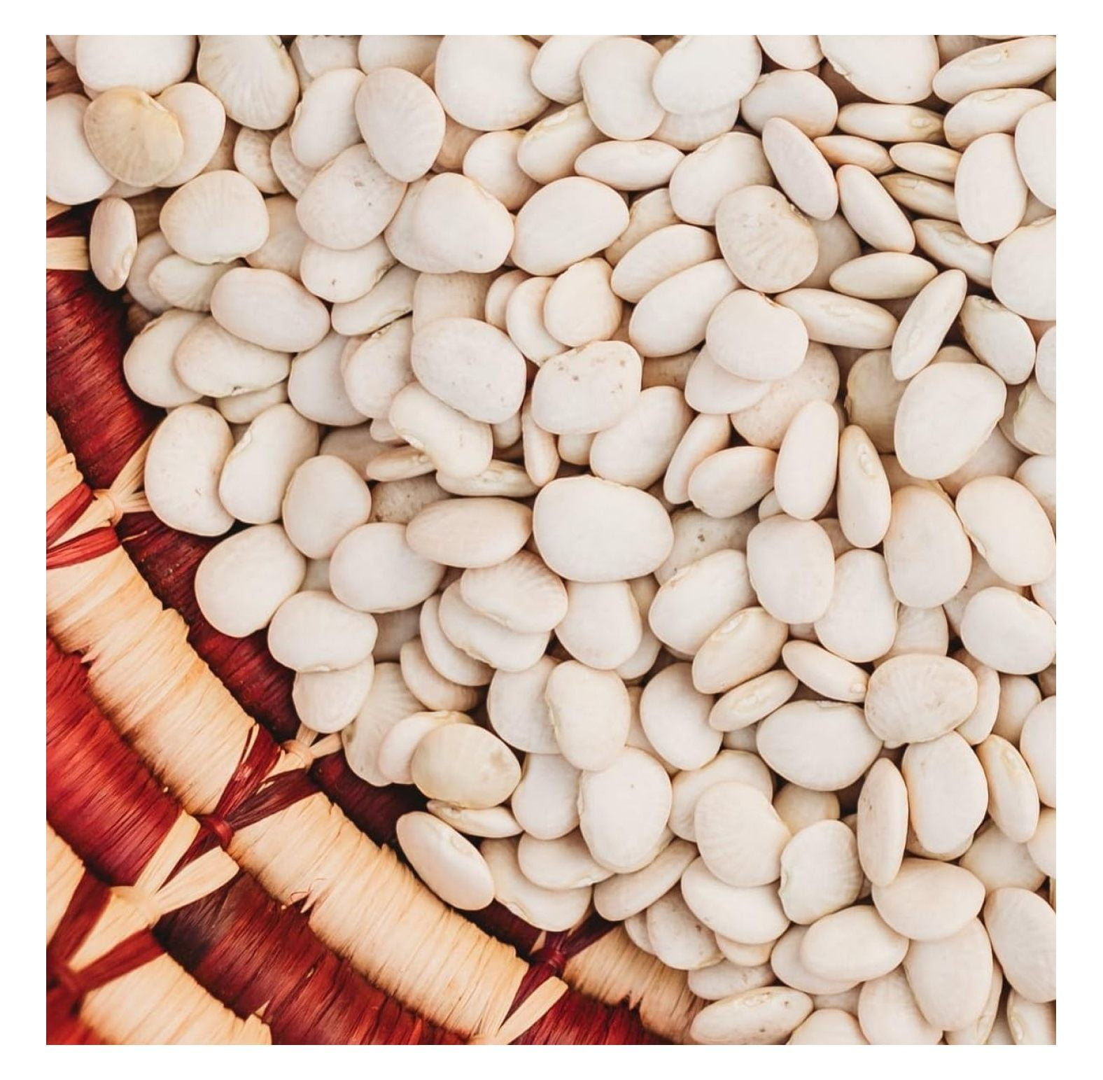 Henderson Bush Lima Bean 50 Seeds EasytoGrow Heirloom Bush Butter